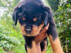 Rottweiler Male Puppy