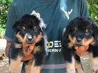 Rottweiler Male Puppy