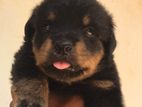 Rottweiler Male Puppy