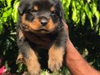 Rottweiler Male Puppy