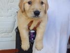 Golden Retriever Puppy for Crossing