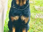 Rottweiler Male Dog