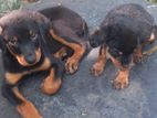 Rottweiler Dog for Kind Home