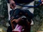 Rottweiler Male Dog