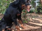 Rottweiler Male Dog for Crossing