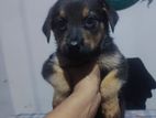Rottweiler Mix Shepherd Puppies