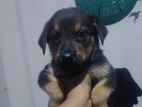 Rottweiler Mix Shepherd Puppies