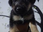 Rottweiler Mix Shepherd Puppy