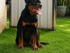 Rottweiler Mixed Puppies