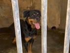 Rottweiler one side imp female