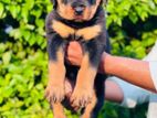 Rottweiler One Side Imported Puppies