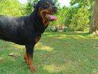 Rottweiler Dog