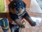 Rottweiler පැටව්