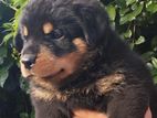 Rottweiler Puppies