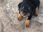 Rottweiler පැටව්