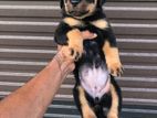 Rottweiler Puppies