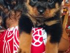 rottweiler papi