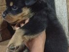 Rottweiler Puppy