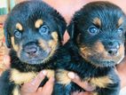 Rottweiler Puppies