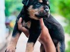 Rottweiler Puppies