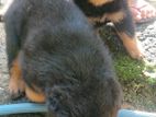 Rottweiler Puppies