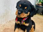Rottweiler Puppies