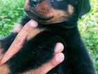 Rottweiler Puppy