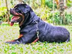 Rottweiler pappy