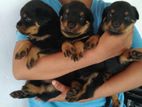 Rottweiler Puppies