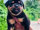 rottweiler pappy විකිනිමට