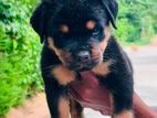Rottweiler Puppy