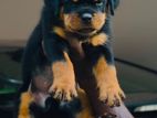 Rottweiler Puppies