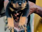 Rottweiler Puppies