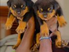 Rottweiler pappys