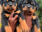 rottweiler Pappy's