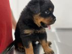 Rottweiler Puppy