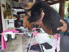Rottweiler Puppy