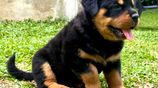 Rottweiler Puppies