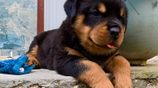 Rottweiler Puppies