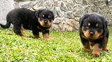 Rottweiler Puppies