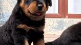 Rottweiler Puppies