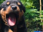 Rottweiler Puppies