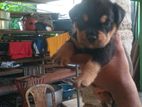 Rottweiler Puppy