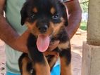 Rottweiler Male Dog
