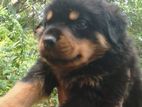 Rottweiller Puppy
