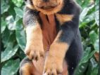 Rottweiler Puppy