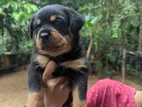 Rottweiler Puppy