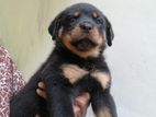 Rottweiler Puppy