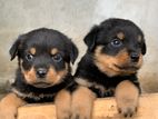 Rottweiler Puppies