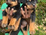 Rottweiler Puppies